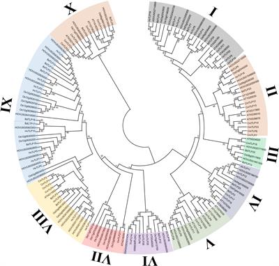 Genome-wide analysis of the Thaumatin-like gene family in Qingke (Hordeum vulgare L. var. nudum) uncovers candidates involved in plant defense against biotic and abiotic stresses